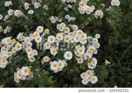 秋季花園中盛開的白色噴霧菊花 109388781