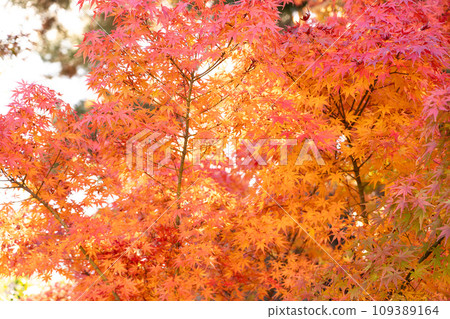 日本 美麗 楓葉 旅遊 背景 楓樹 Maple leaf メープルリーフ 紅葉 モミジ もみじ 日本 美麗 楓葉 旅遊 背景 楓樹 Maple leaf メープルリーフ 紅葉 モミジ もみじ 109389164