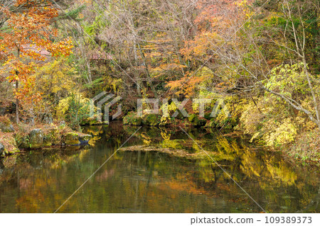 A pond where autumn leaves are reflected A pond where autumn leaves are reflected 109389373