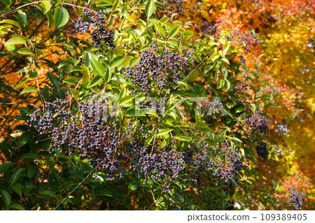 Pisces glutinous fruit (ripe and black) Pisces glutinous fruit (ripe and black) 109389405