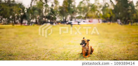 Panorama, Panoramic View Shot Scene Copy Space Malinois Dog Sit Outdoors In Grass. Well-raised And Trained Belgian Sheepdog Are Active, Intelligent, Friendly, Protective, Alert And Hard-working Panorama, Panoramic View Shot Scene Copy Space Malinois Dog Sit Outdoors In Grass. Well-raised And Trained Belgian Sheepdog Are Active, Intelligent, Friendly, Protective, Alert And Hard-working 109389414