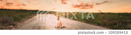 Panorama, Panoramic View Shot Scene Copy Space Female Young Red Shiba Inu Puppy Dog Sitting Outdoor In Sandy Countryside Road. Panorama, Panoramic View Shot Scene Copy Space Female Young Red Shiba Inu Puppy Dog Sitting Outdoor In Sandy Countryside Road. 109389418