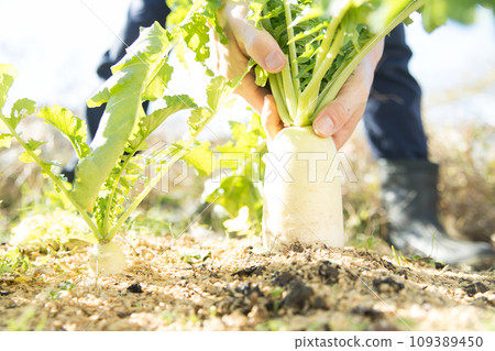 Harvest radish in the field 109389450