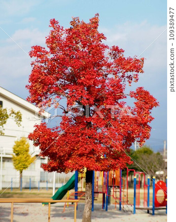深秋的天空和公園裡的楓樹（台灣紅楓） 109389477