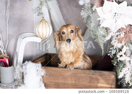 聖誕節套裝中的臘腸犬 聖誕節套裝中的臘腸犬 109389528