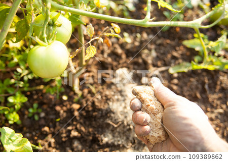 Sprinkle fertilizer on tomato seedlings Sprinkle fertilizer on tomato seedlings 109389862