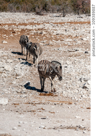 Zebras in Etosha National Park. 109389887