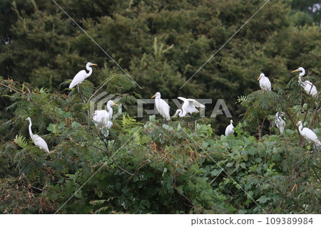 樹上的井邊,白鷺似乎正在開會 樹上的井邊,白鷺似乎正在開會 109389984