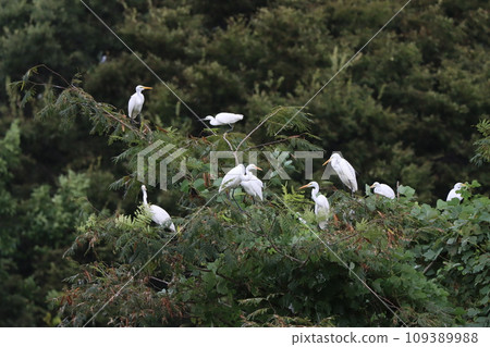 Each white egret has its own unique style when resting its wings. 109389988