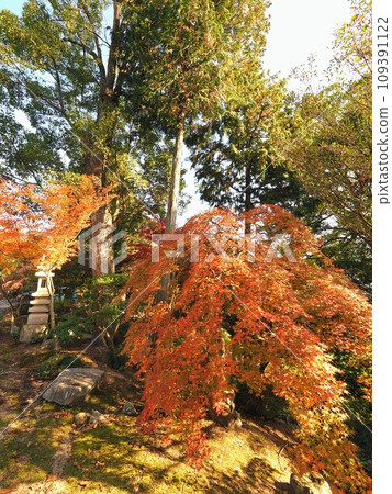 三豐市法光寺的秋葉2023年[香川縣三豐市載田町2 三豐市法光寺的秋葉2023年[香川縣三豐市載田町2 109391122