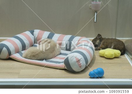 Pet shop sleeping small dog 109391559
