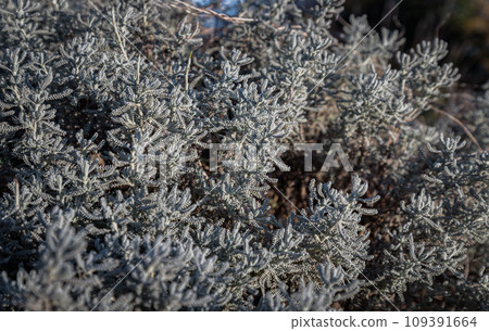 Gray Santolina or Cotton lavender (Santolina chamaecyparissus) Evergreen sub-shrub. Gray Santolina or Cotton lavender (Santolina chamaecyparissus) Evergreen sub-shrub. 109391664