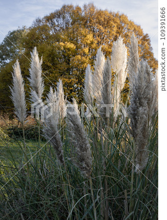 The fascinating plumage of the flowers of the pampas grass in the park. The fascinating plumage of the flowers of the pampas grass in the park. 109391666
