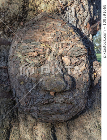 Close-up of The grandfather tree. The tree looks like human's face. 109391669