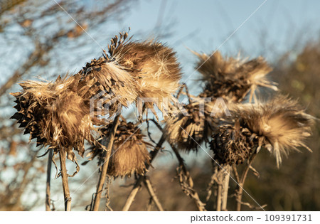 Brown dead artichoke head seeds (Cynara cardinculus) on stalk. 109391731