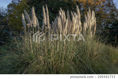 The fascinating plumage of the flowers of the pampas grass in the park. The fascinating plumage of the flowers of the pampas grass in the park. 109391733