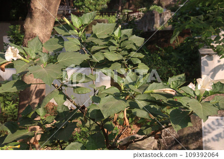 Datura metel tree plant on farm Datura metel tree plant on farm 109392064