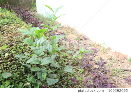 Arabian jasmine on farm for sell Arabian jasmine on farm for sell 109392065