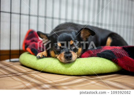 Dog on the bed (Chihuahua Minipin) Dog on the bed (Chihuahua Minipin) 109392082