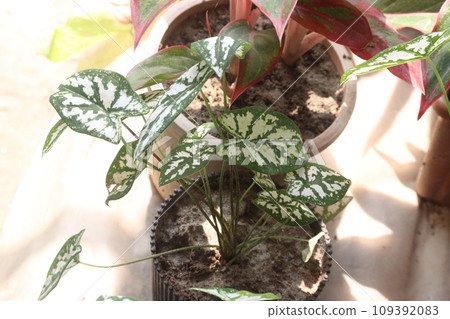 Caladium Humboldtii leaf plant on farm Caladium Humboldtii leaf plant on farm 109392083