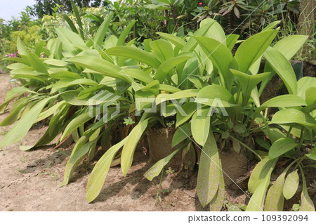 Allium victorialis tree plant on farm Allium victorialis tree plant on farm 109392094