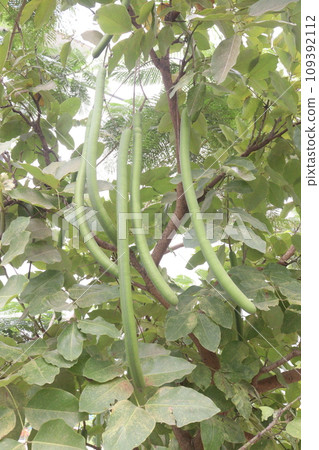 Cassia fistula on tree in garden Cassia fistula on tree in garden 109392112