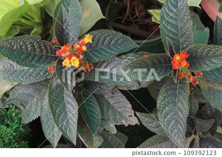 Chrysothemis pulchella flower plant on farm 109392123