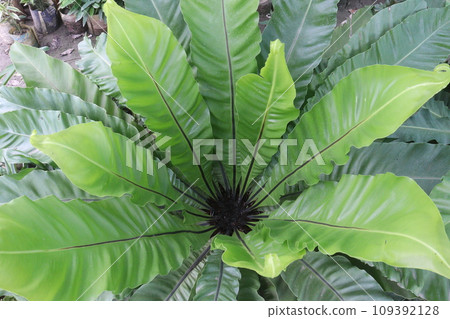 Asplenium nidus on farm for sell 109392128