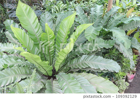 Asplenium nidus on farm for sell 109392129
