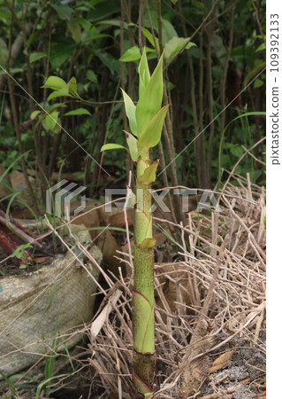 bamboo sprouts on farm for plantation bamboo sprouts on farm for plantation 109392133