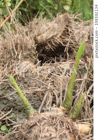 bamboo sprouts on farm for plantation bamboo sprouts on farm for plantation 109392134