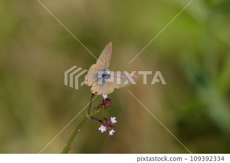 Uranami freshwater sucking nectar from flowers♀ 109392334