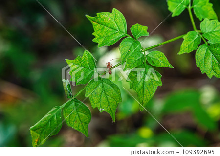Red ants on leaves Red ants on leaves 109392695