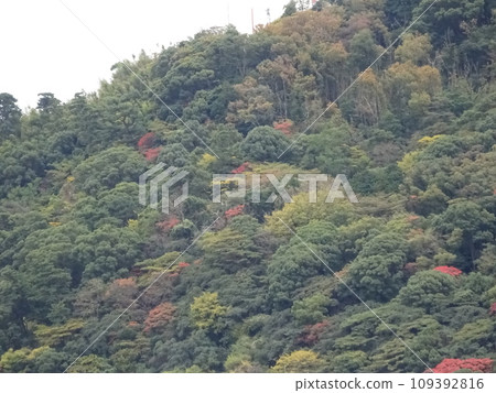 Mountain and autumn leaves Mountain and autumn leaves 109392816