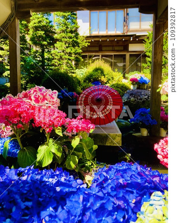 Wonderful hydrangeas of Tenbiki Kannon 109392817