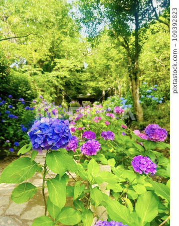 Wonderful hydrangeas at Honkoji Temple, a representative temple in Aichi Prefecture 109392823