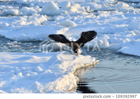 Steller's sea eagle, drift ice of Rausu, Shiretoko peninsula, Hokkaido 109392997