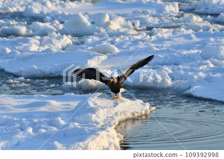 Steller's sea eagle, drift ice of Rausu, Shiretoko peninsula, Hokkaido 109392998