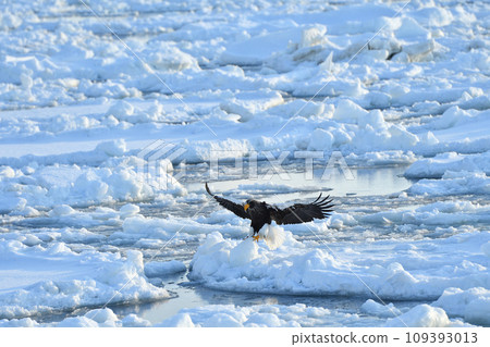 Steller's sea eagle, drift ice of Rausu, Shiretoko peninsula, Hokkaido 109393013