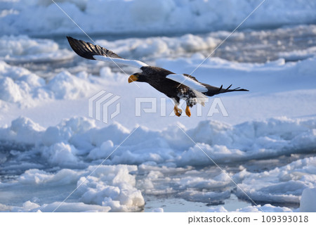 Steller's sea eagle, drift ice of Rausu, Shiretoko peninsula, Hokkaido 109393018