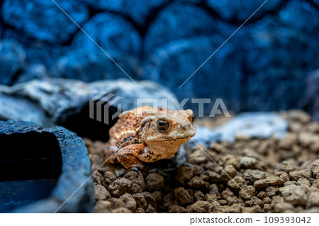 Close-up of Miyako toad Close-up of Miyako toad 109393042