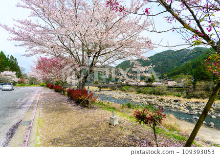 Cherry blossom trees and stream Roadside station Waterside village Oyama scenery (Oyama-cho, Hita City, Oita Prefecture) Cherry blossom trees and stream Roadside station Waterside village Oyama scenery (Oyama-cho, Hita City, Oita Prefecture) 109393053