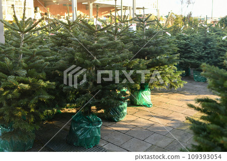 Christmas trees in a green pots for sale on a shop 109393054