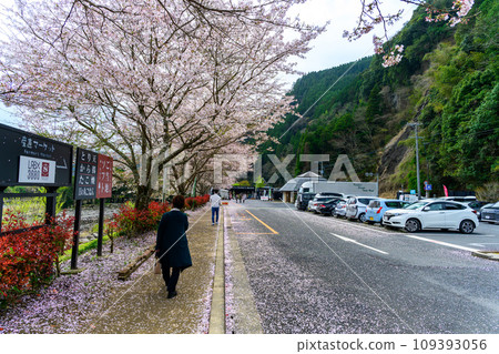 Cherry Tree Roadside Station Waterside Village Oyama Scenery (Oyama Town, Hita City, Oita Prefecture) Cherry Tree Roadside Station Waterside Village Oyama Scenery (Oyama Town, Hita City, Oita Prefecture) 109393056