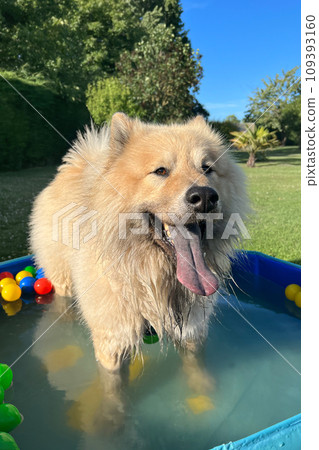 The dog eurasier playing in a pool with balls The dog eurasier playing in a pool with balls 109393160