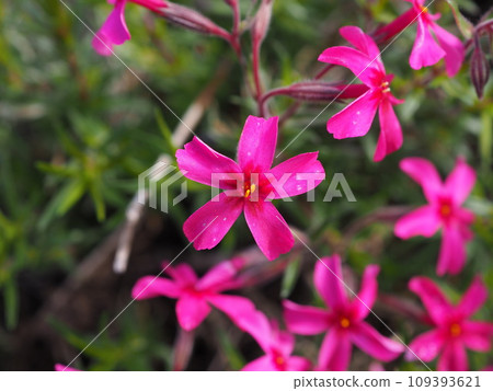 地面粉紅色 109393621