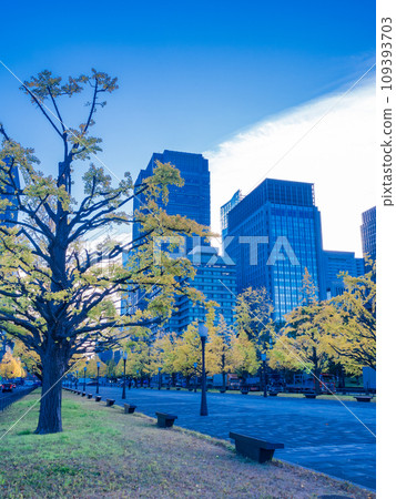 (東京)丸之內行幸通沿線的建築物和銀杏樹 (東京)丸之內行幸通沿線的建築物和銀杏樹 109393703