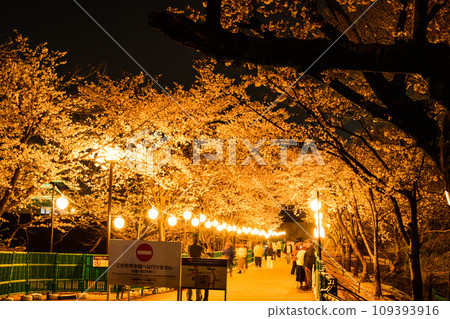 Light-up scenery inside the castle - Cherry blossom season - Light-up scenery of Kumamoto Castle (Kumamoto City) Light-up scenery inside the castle - Cherry blossom season - Light-up scenery of Kumamoto Castle (Kumamoto City) 109393916