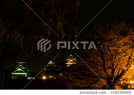 Cherry blossom season: Kumamoto Castle light-up (Kumamoto City) 109394009
