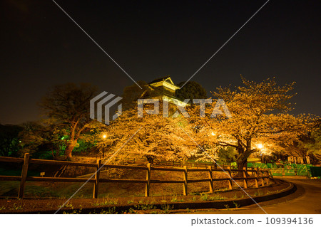 Cherry blossom season: Kumamoto Castle light-up (Kumamoto City) 109394136